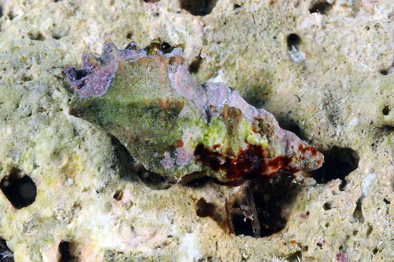 Piccoli prosobranchi